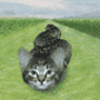 worm kitten